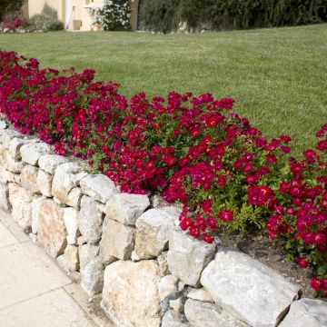 Flocage couvre-sol prairie en fleurs rouge 12 x 18 cm - LR PRESSE