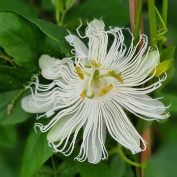 Passiflore Snowstar ®