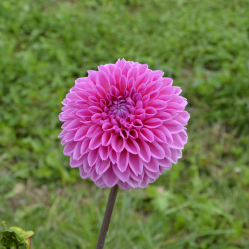 Dahlia Balle Sandra