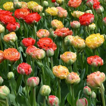 Tulipes doubles à fleurs de Pivoines en mélange