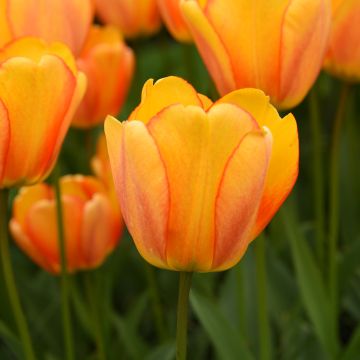 Tulipe Darwin Blushing Apeldoorn, bulbes de tulipes Meilland Richardier