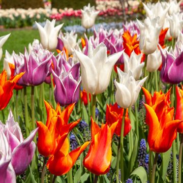 Tulipes à Fleurs de Lys en mélange