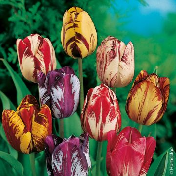 Bulbes De Tulipes-Tulipe Bulbes,Ampoule Tulipe,Cadeau Surprise/Plante  Forte,Jardin De Tulipes MéLange De Fleurs,PlanteDéCorative à Fleurs/Tulipe  Rare-5Bulbes-a : : Jardin