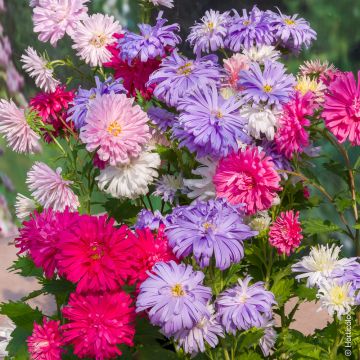 Reine-Marguerite Plume d'autruche variée