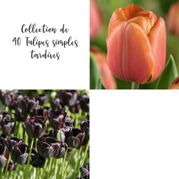 Bulbes à fleurs 'Tulipa Prince Mix' - lot de 40 - FloraStore
