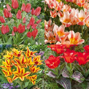 Tulipe Triomphe en mélange botanic® - 25 bulbes : Bulbes de fleurs Botanic®  jardin - botanic®