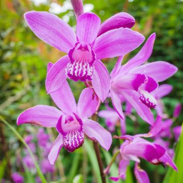 Bletilla Striata