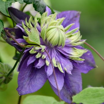 Clématite ou Clematis Taïga (1)