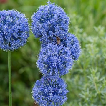 Allium caeruleum azureum 