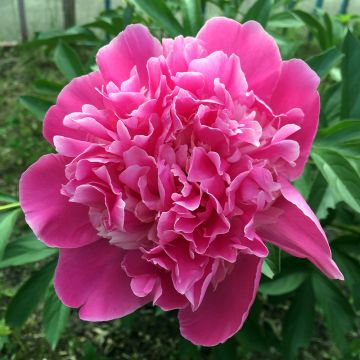 Pivoine lactiflora amabilis