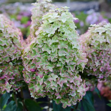 Hortensia paniculé ou hydrangea paniculata METALICA® Renmeta