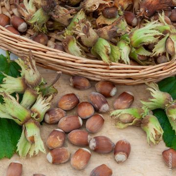 Noisetier à gros fruits