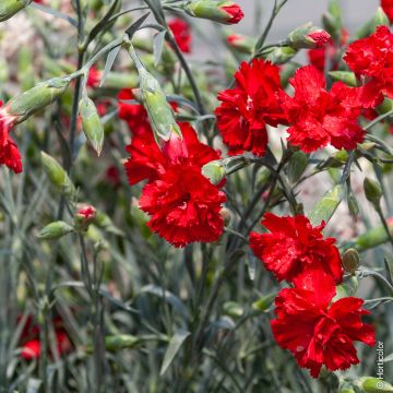 Oeillet anglais Lady In Red 