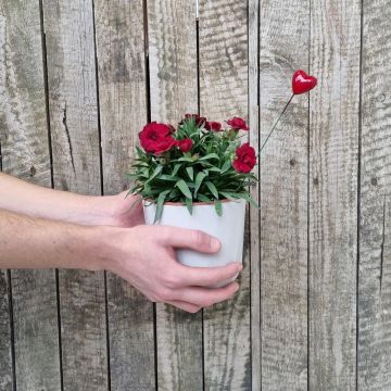 Oeillet vivace – Fleurs Agnès