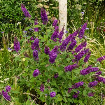 Buddleia nain Nanho Purple