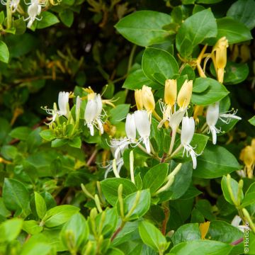 Chèvrefeuille du Japon ou Lonicera japonica Halliana