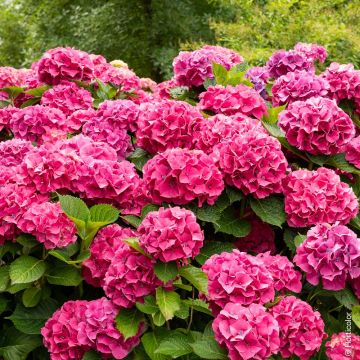 Hortensia macrophylla Sybilla