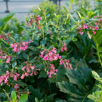 Escallonia Rubra Macrantha