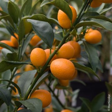 Kumquat ou Fortunella margarita