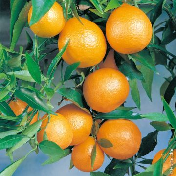 Housse pour votre citronnier, oranger, agrumes un abri pour les
