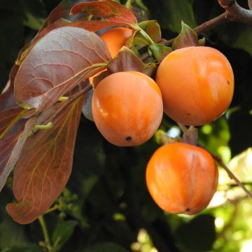 Kaki Fuyu