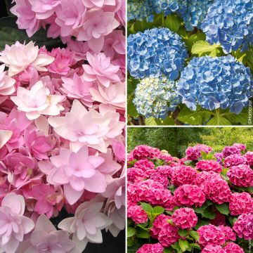 Collection de 3 hortensias ou Hydrangea macrophylla assortis