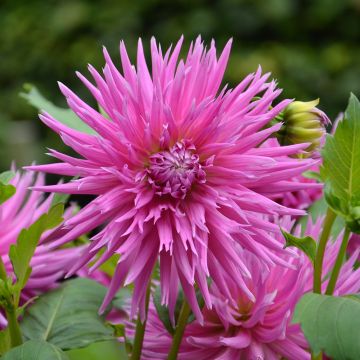 Dahlia cactus à dentelle Galaxie