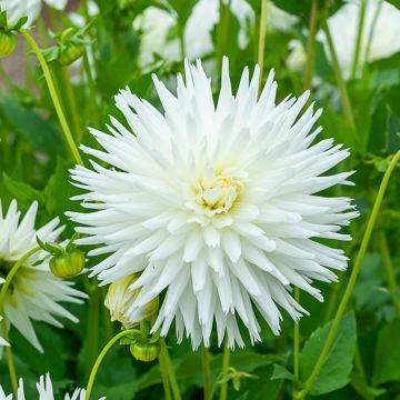 Dahlia dentelle white lace
