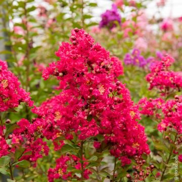 Lagerstroemia Collonges La Rouge, arbustes à fleurs Meilland Richardier