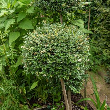 Ligustrum delavayanum, troène boule 1/4 tige Meilland Richardier