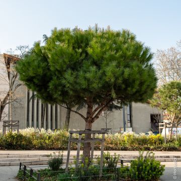 Pin parasol, Pinus pinea Meilland Richardier