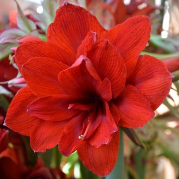 Amaryllis Double King