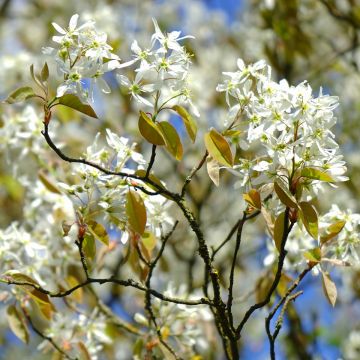 Amelanchier Lamarckii