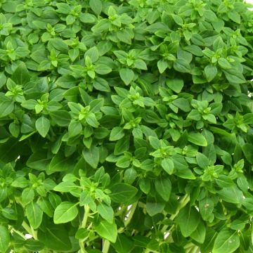 Basilic à petites feuilles