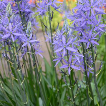 Camassia quamash, camassia esculenta, jacinthe des Indiens, Bulbes Meilland Richardier