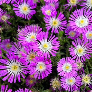 Delosperma cooperi