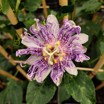 Passiflore Eia Popeia ®