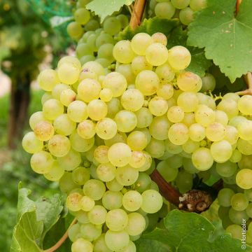 Vigne de table Chasselas Doré