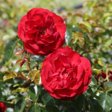 Rosier Scarlet BONICA ® Meiscarlebo