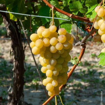 Vigne de table Italia