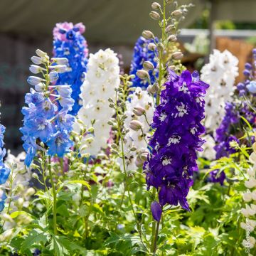 Delphinium Magic Fountains en mélange