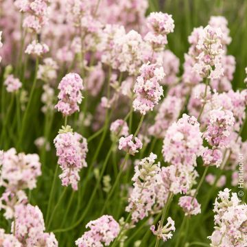 lavande angustifolia Rosea