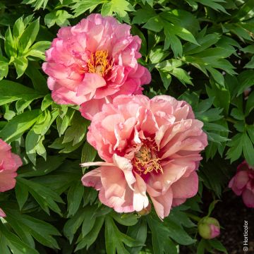 Pivoine hybride intersectionnel ou Paeonia X Itoh ‘Hillary’