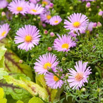 Aster nain d'automne rose, aster dumosus, Vivaces Meilland Richardier