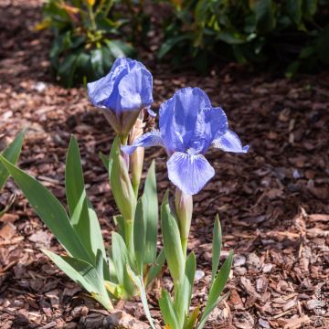 Iris nains bleus