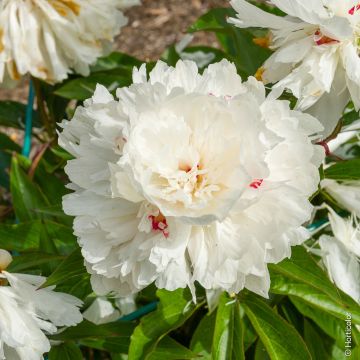 Pivoine lactiflora hybride Noémie Demay