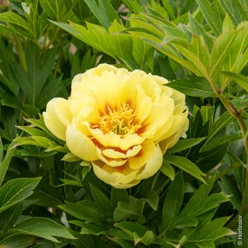 Pivoine hybride intersectionnel ou Paeonia X Itoh ‘Bartzella’