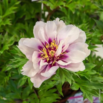 Pivoine hybride intersectionnel ou Paeonia X Itoh ‘Cora Louise’