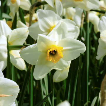 Le narcisse Lieke doté de ses pétales blancs et de cœur jaune.