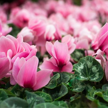 Les fleurs délicates du Cyclamen Halios œil à rose.